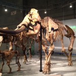 動物たちの歴史を歩む太古の哺乳類展―日本の化石でたどる進化と絶滅―