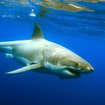 １０月サメ出没注意!海水浴は注意生物をよく見よう！