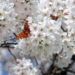 【神秘的】モルフォ蝶に惹かれる理由とは？スピリチュアルなメッセージと変容のサインを徹底解説