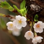 【完全版】桜の魅力を徹底解説！知らなかった品種の秘密と絶対に見逃せないお花見のコツ