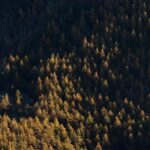 【花粉×黄砂のダブルパンチ】3月〜5月の症状悪化を防ぐ完全対策ガイド