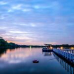 【一心行の大桜】樹齢400年の絶景！菜の花とのコラボが美しすぎる熊本の桜名所完全ガイド
