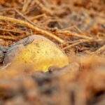 【驚愕の真実】地球誕生46億年前の奇跡!灼熱マグマから青い海への壮大ドラマを完全解説