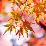 【2026年版】紅葉おススメスポット完全ガイド|見頃・ライトアップ・持ち物まで徹底解説
