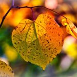 【2026年最新】紅葉を徹底攻略！見頃・名所・楽しみ方まで完全ガイド
