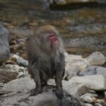 温泉効果は科学的に本物だった!泉質別の効能から美肌・ダイエット・生活習慣病予防まで徹底解説
